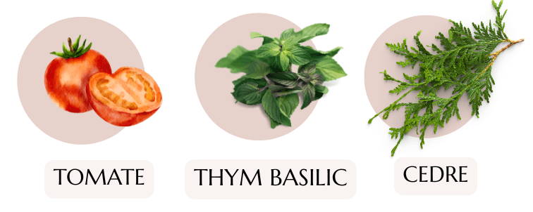 bougie parfumée tomate basilic 200 ml